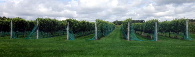 Netted marquette vines