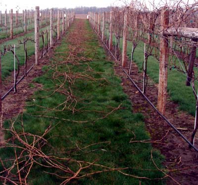 pruning marquette grapes